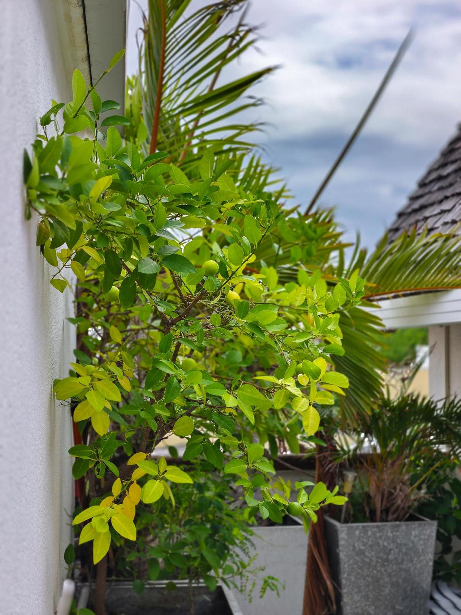 Le Flamboyant Apartman Saint-Gilles-les Bains Kültér fotó